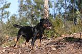 JAGDTERRIER ALLEMAND 051